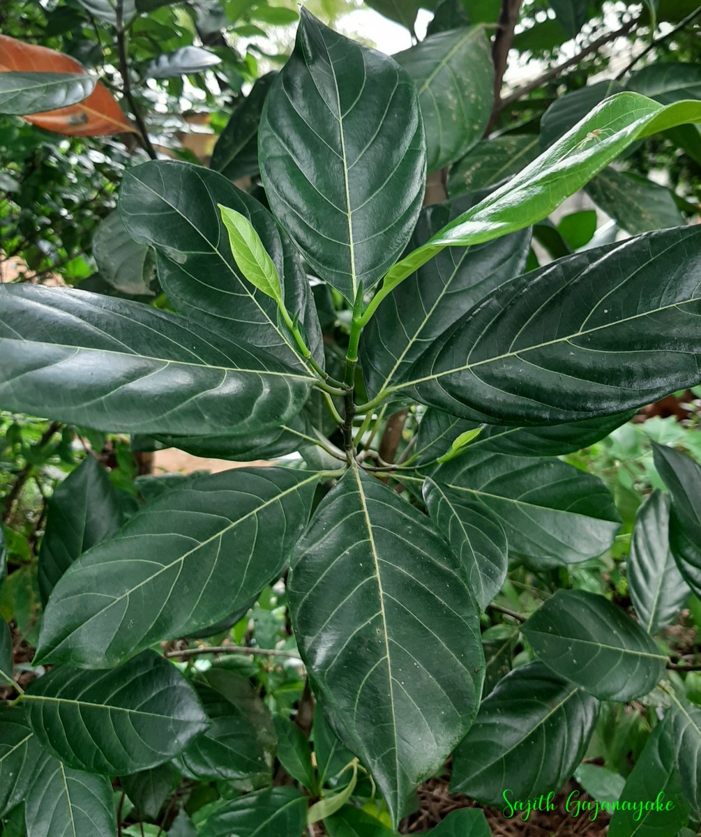 Artocarpus heterophyllus Lam.